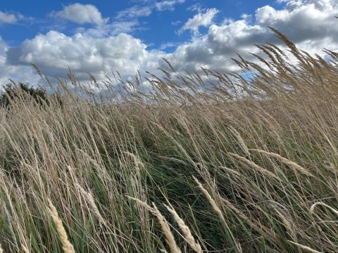 Wandern 2026_10_11 Grass