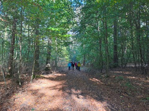 Wandern 2026_10_11 Im wald